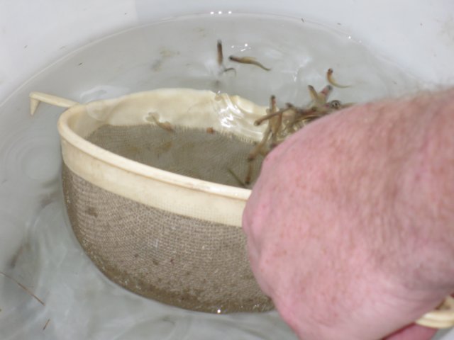 forel10.jpg